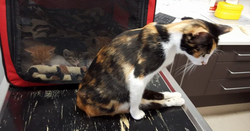 Парализованная кошка доползла до места, где оставила котят, после того, как человек пытался ее убить жестокость, животные, кошка, чудо