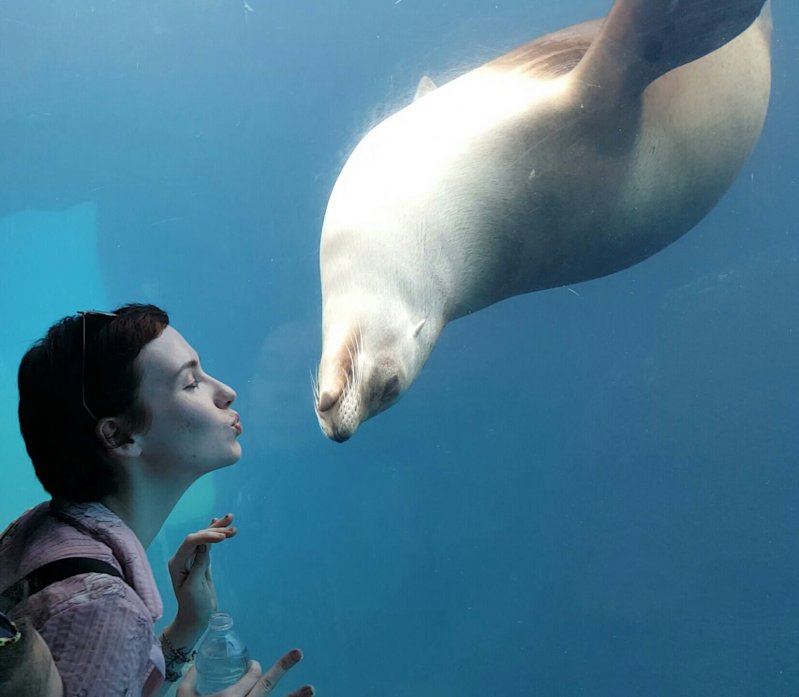 Поцелуй тюленя  животные, кадр, люди, фото, фотоподборка