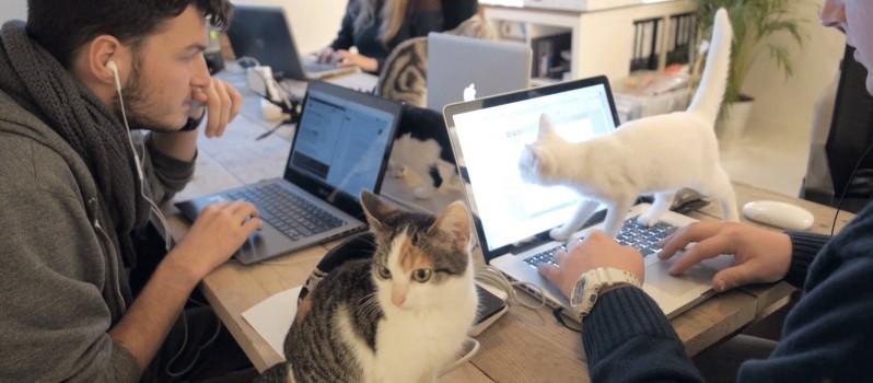 cats-in-your-office-jobhow-bette-798x350