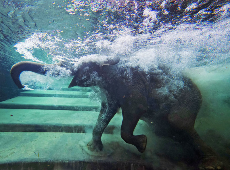 Фото животных под водой