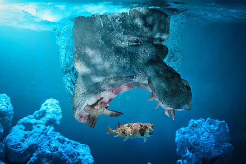 Фото животных под водой