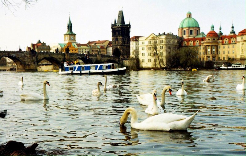 Прага, Чехия  животные, кадр, люди, фото, фотоподборка