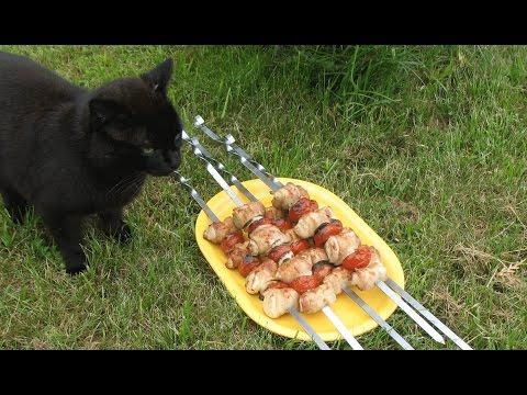 Кот и шашлык из курицы Кот и шашлык из курицы
