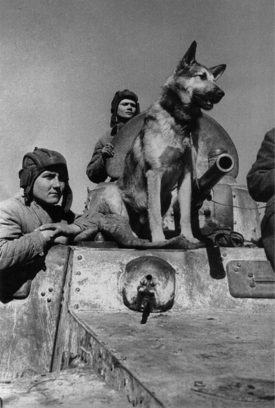 Пёс-сапёр Джульбар 22 июня, Великая Отечественная Война, день памяти и скорби