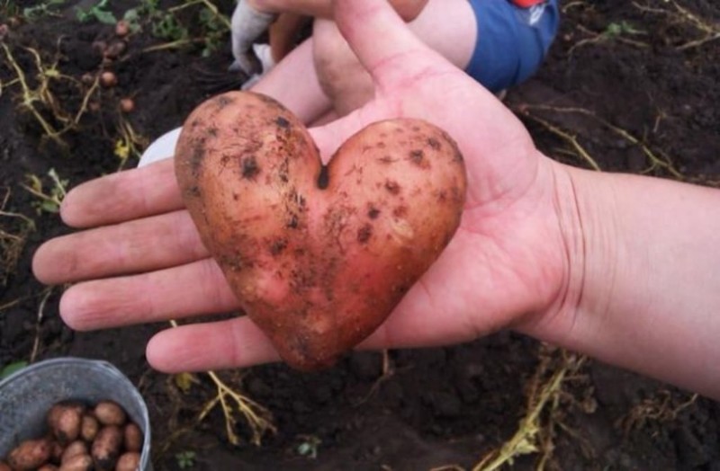 Всем картофельной любви. овощи, фрукты