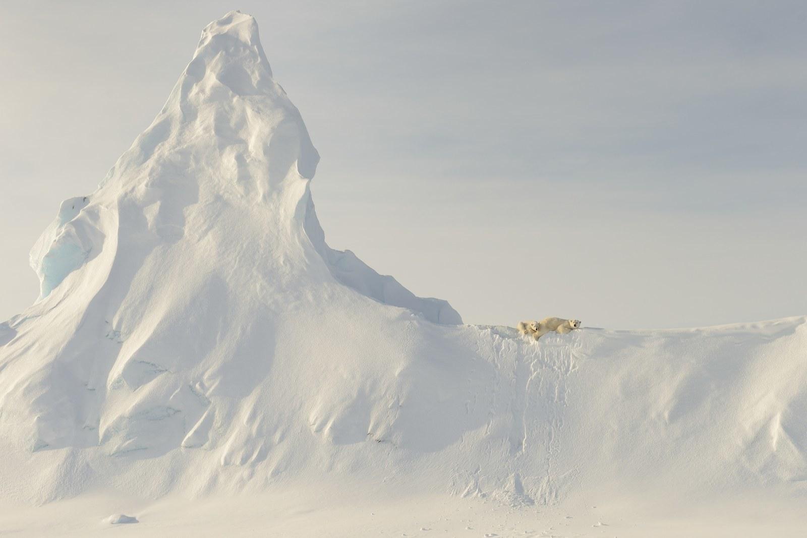 5. Поощрительный приз в категории "Природа": "Медведи на ледяной горе", Нунавут, Канада. Фотограф: Джон Роллинс. победитель, фотоконкурс