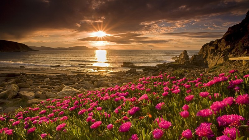 http://cdn.fishki.net/upload/post/2016/07/06/2004504/tn/nature---flowers-pink-flowers-by-the-sea-at-sunset-099920.jpg