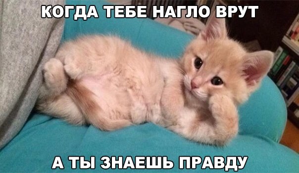 Смешные фото приколы и мемы с котами и кошками