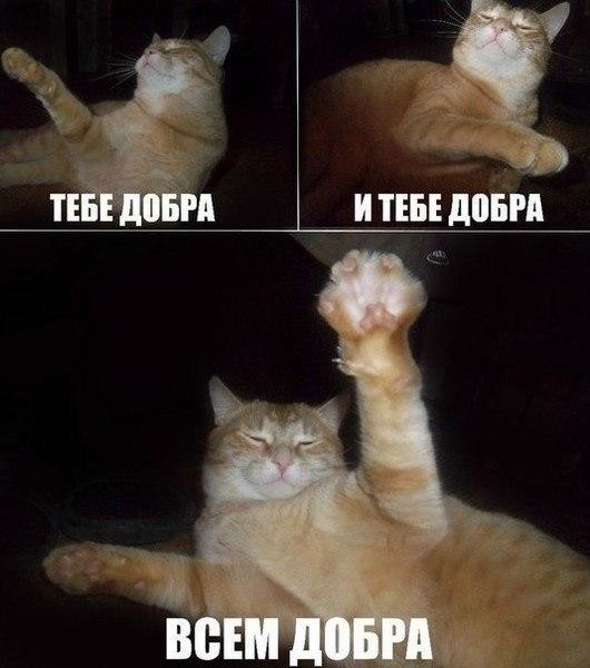 Смешные фото приколы и мемы с котами и кошками