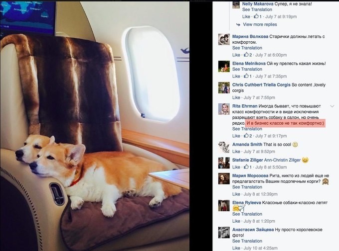  Собака Пинкертон помогла раскрыть секрет частного самолёта	