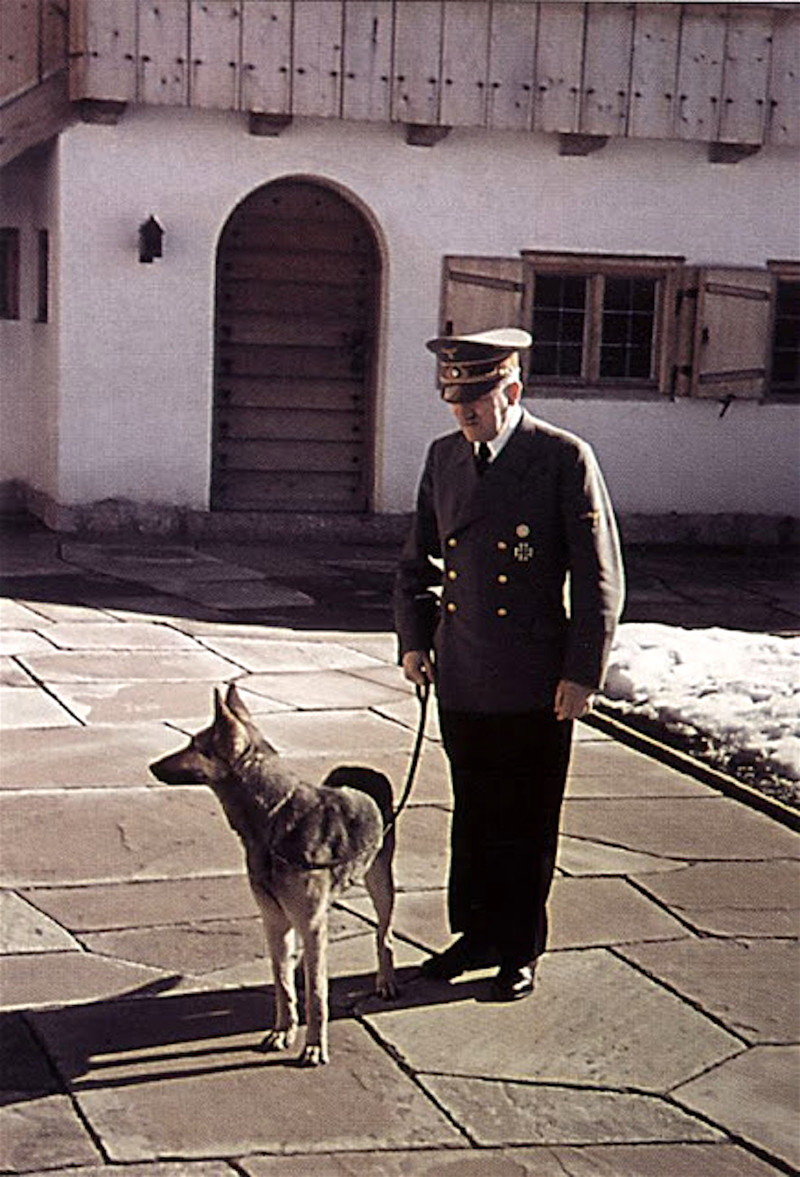 Из жизни одной собаки германия, животные, история