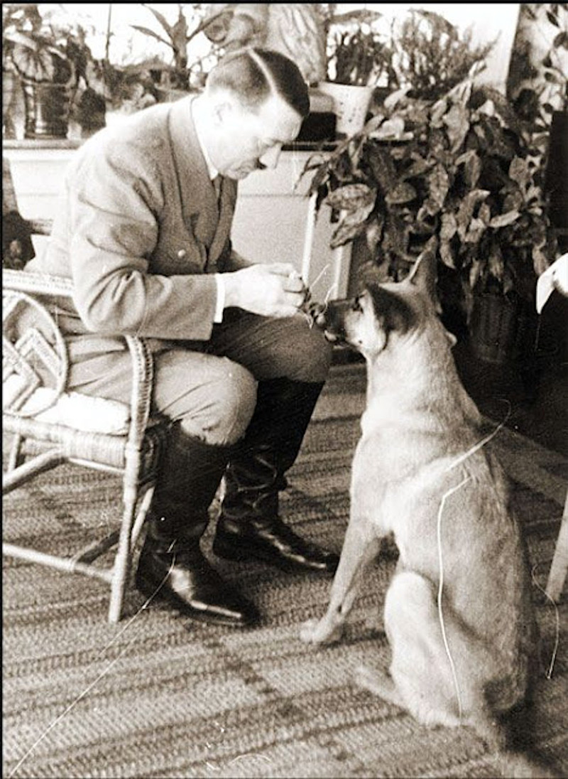 Из жизни одной собаки германия, животные, история