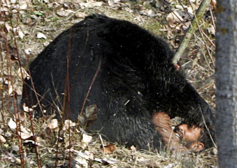  Гималайский медведь напал на одного из мужчин, которые охотились на него близ деревни Гасоо в Сринагаре (Индия/Пакистан) . Охотник по имени Макхан Кхан получил многочисленные ранения. Ноябрь 2007. животные, люди