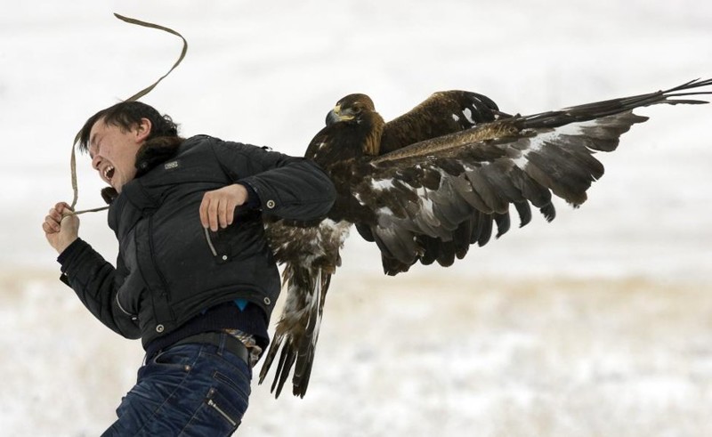  Охотничий золотой орёл напал на фотографа во время ежегодного охотничьего соревнования в Алматы, Казахстан. Декабрь 2009. животные, люди