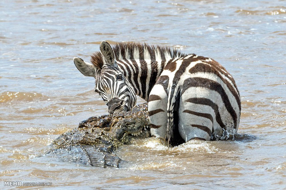 крокодилы охота на зебр