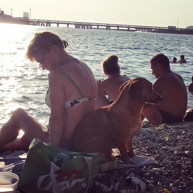Собака — друг человека загар, пляж, прикол, юмор