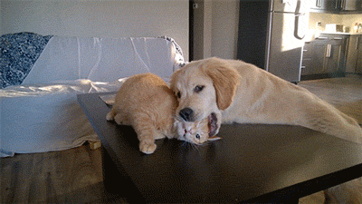 gifs-22.gif