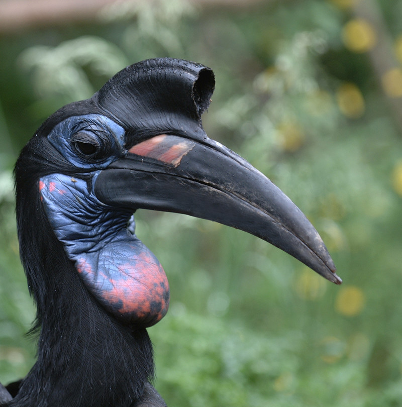 Кафрский рогатый ворон интересное, природа, птицы