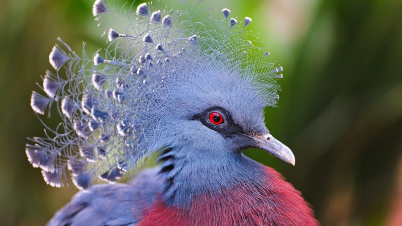 Веероносный венценосный голубь интересное, природа, птицы