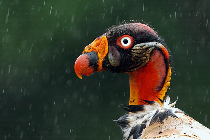 10 странных птиц, в существование которых сложно поверить интересное, природа, птицы