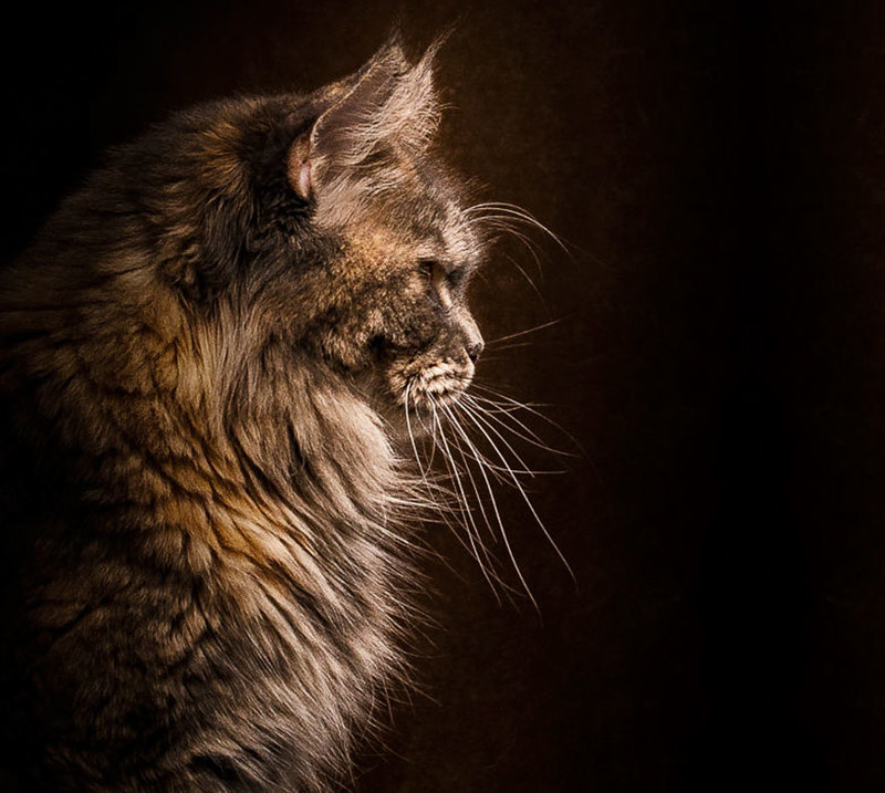 Мэйкуны - мистические коты животные, кошки, фото