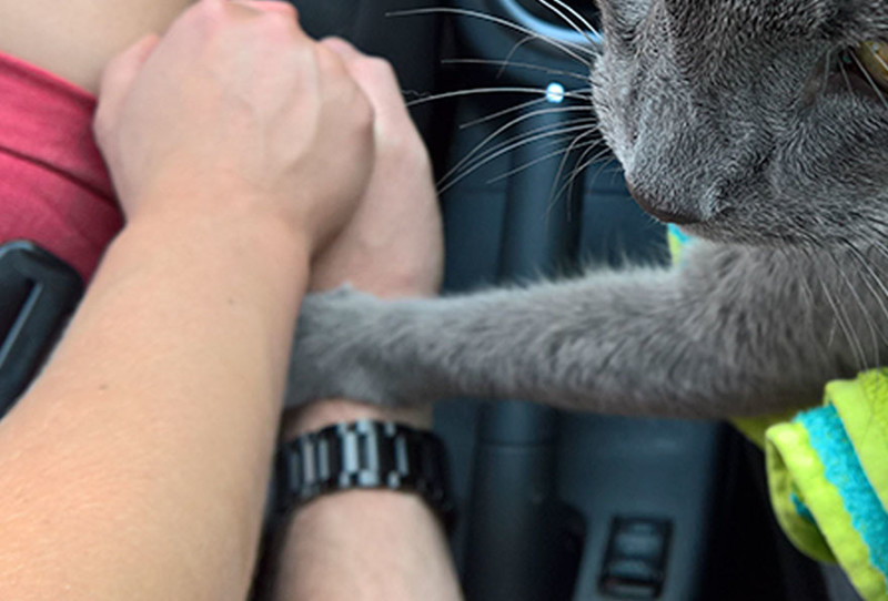 Умирающий кот держал за руку своих владельцев во время своего последнего путешествия