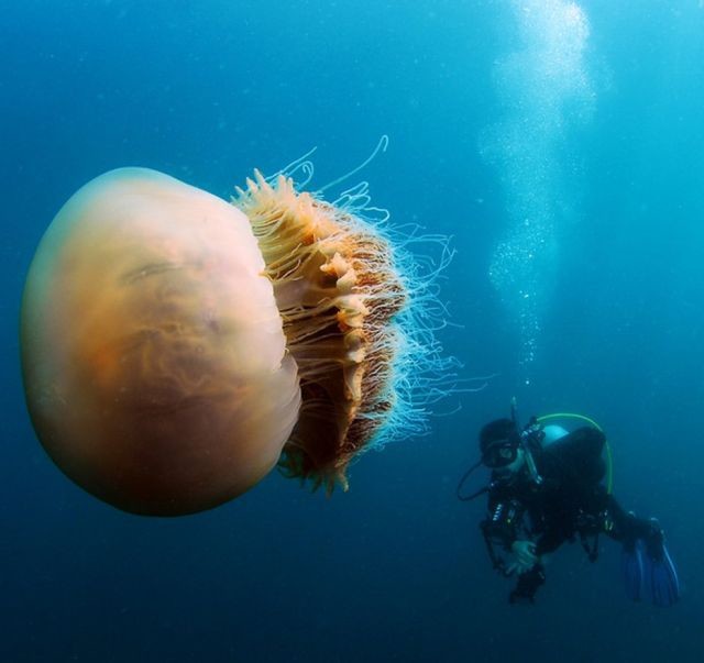 7. Эти 200-килограмовые медузы заполонили воды у берегов Японии животные, природа, ужасы