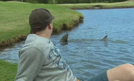 13. А эти акулы после наводнения в Австралии оказались прямо на поле для гольфа животные, природа, ужасы