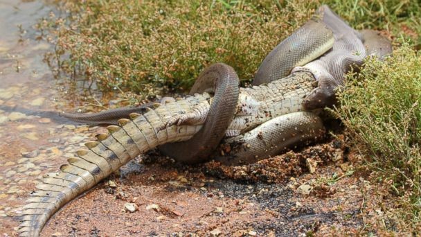 18. Австралийские будни: питон пожирает крокодила животные, природа, ужасы