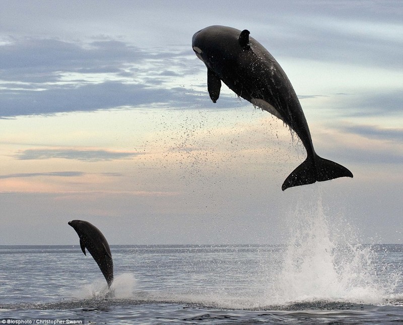 3. В погоне за дельфином косатка, она же машина-убийца, выпрыгивает из воды на 4,5 метра животные, природа, ужасы