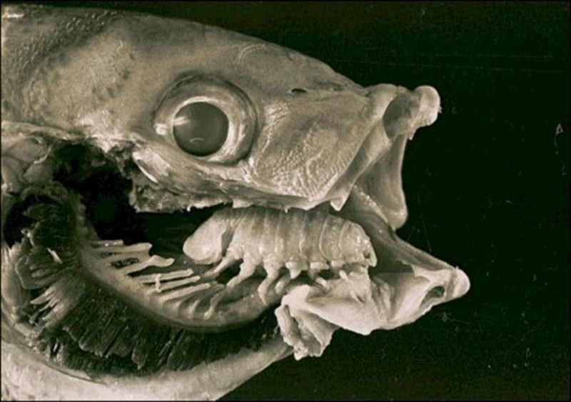 17. Этот паразит, известный как Cymothoa exigua, проникает через жабры рыбы, СЖИРАЕТ ЕЕ ЯЗЫК и затем ЗАНИМАЕТ ЕГО МЕСТО животные, природа, ужасы
