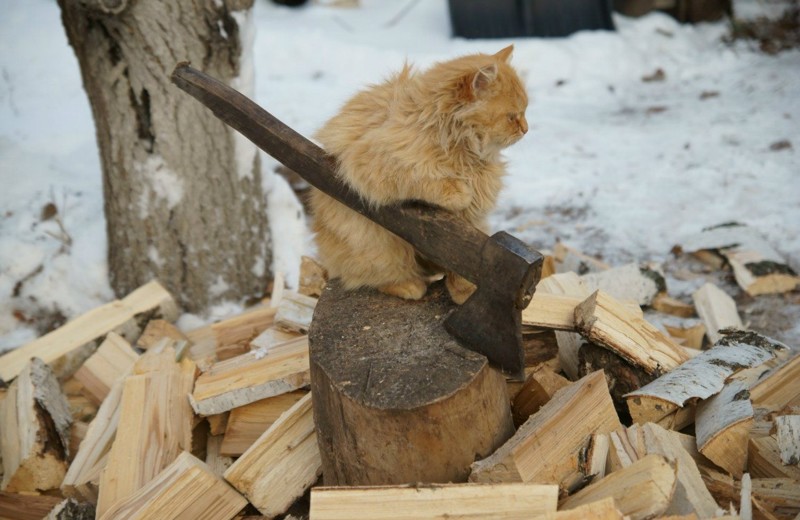 13. «Эх, умаялся я, хозяйка!» 13. «Эх, умаялся я, хозяйка!» коты, прикол, юмор