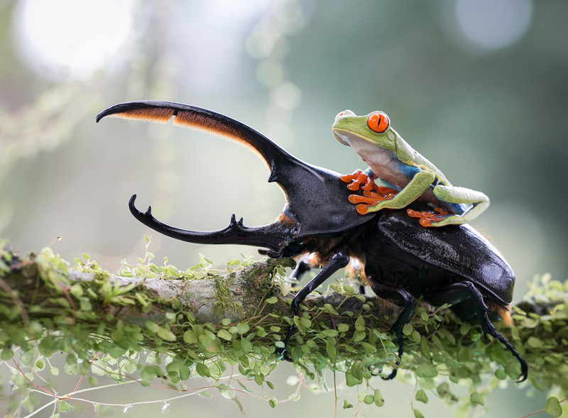Лягушка верхом на жуке без фотошопа, фотографии, шедевры