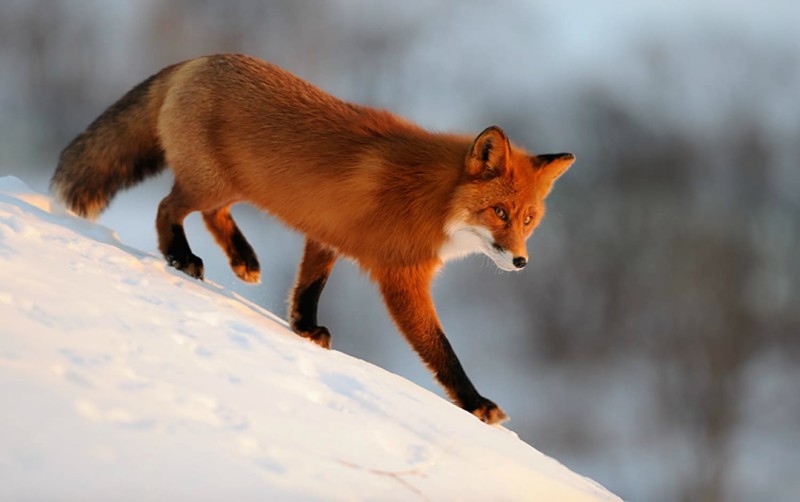 12. Рыжая лисица животные, природа, факты