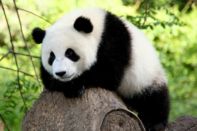 11. Панда животные, природа, факты