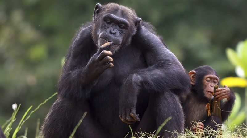 2. Шимпанзе животные, природа, факты
