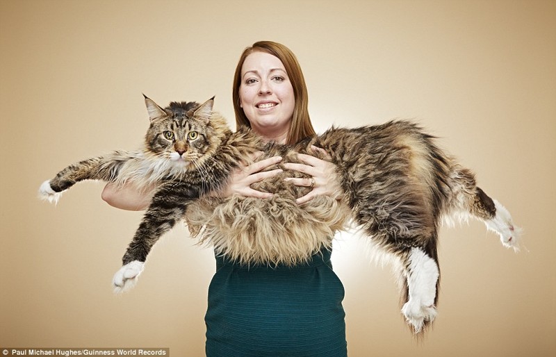 "Самый длинный кот в мире" достижения, животные, люди, рекорд гиннесса