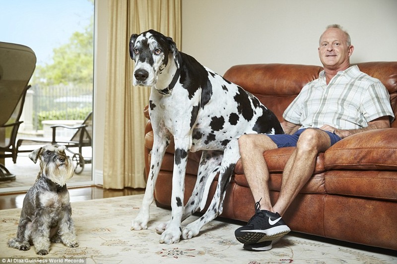 "Самая высокая собака в мире" достижения, животные, люди, рекорд гиннесса