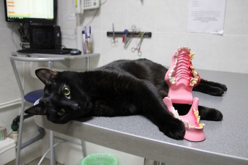 Я часто появляюсь в инстаграме клиники "Клык" добро, клиника клык, кот люцик, котики, черный кот