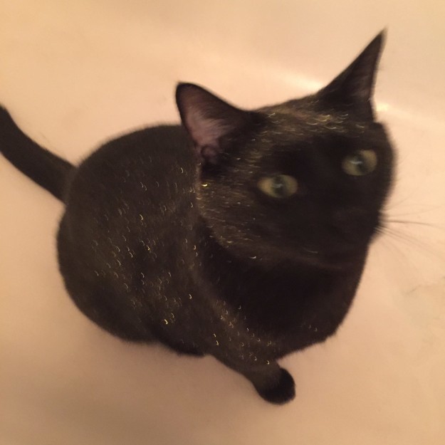 Кот вывалялся в блестках от бомбы для ванны и выглядит просто потрясающе