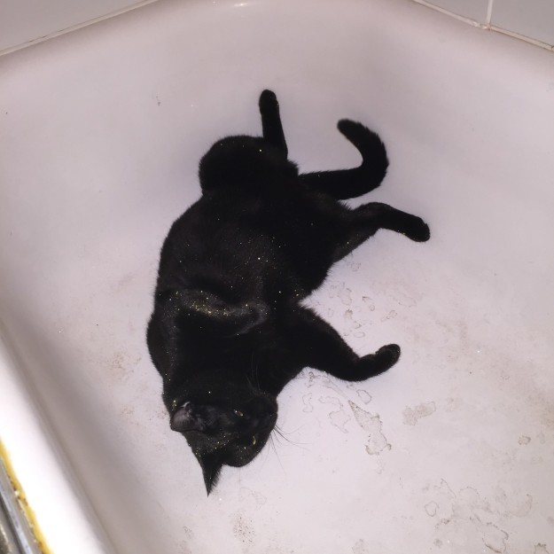 Кот вывалялся в блестках от бомбы для ванны и выглядит просто потрясающе