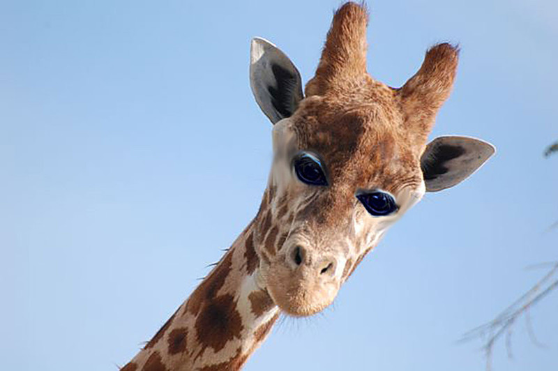Жираф глаза, животные, фотошоп
