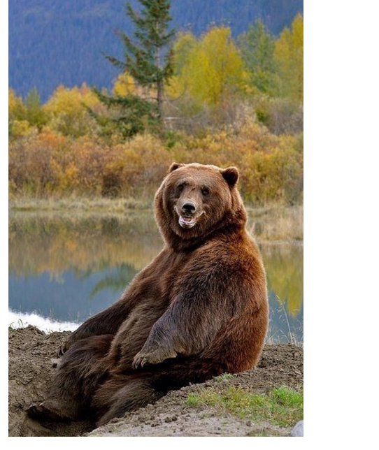 Самый счастливый медведь история, прикол, факты, юмор