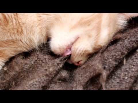 Сила привычки Сила привычки