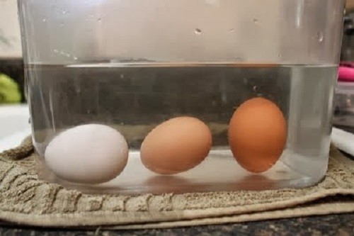 Проверяем свежесть яиц домашние хитрости, еда, кухня, хозяйка