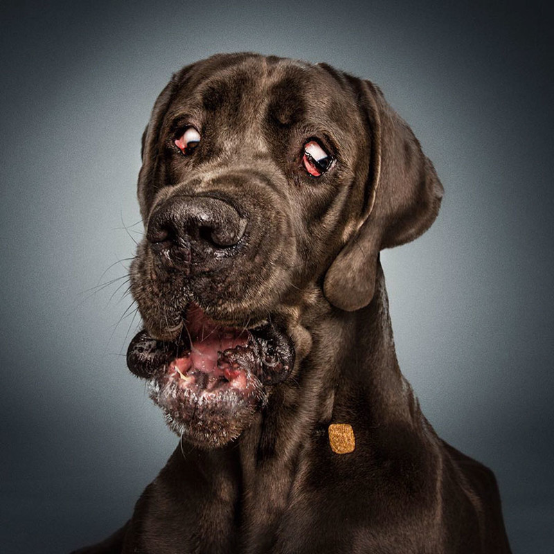 Немецкий фотограф снимает удивительно смешные выражения морд собак, пытающихся поймать угощение