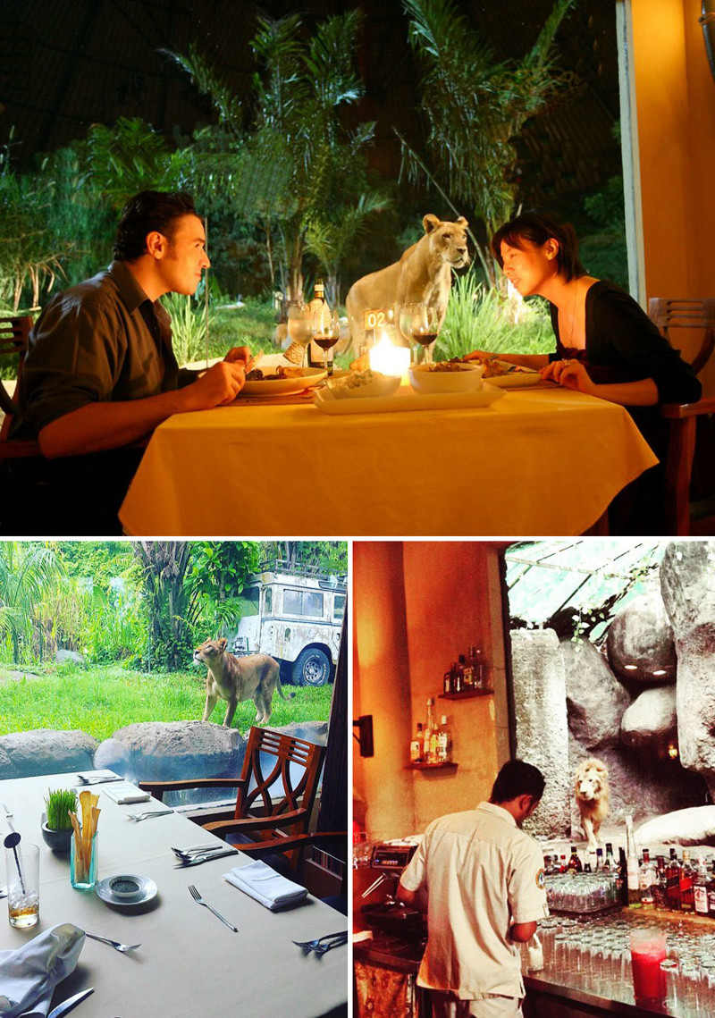 Ужин в компании львов, Tsavo Lion Restaurant, Бали, Индонезия мир, подборка, ресторан