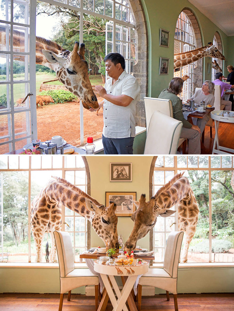 Завтрак с жирафами, Giraffe Manor, Найроби, Кения мир, подборка, ресторан
