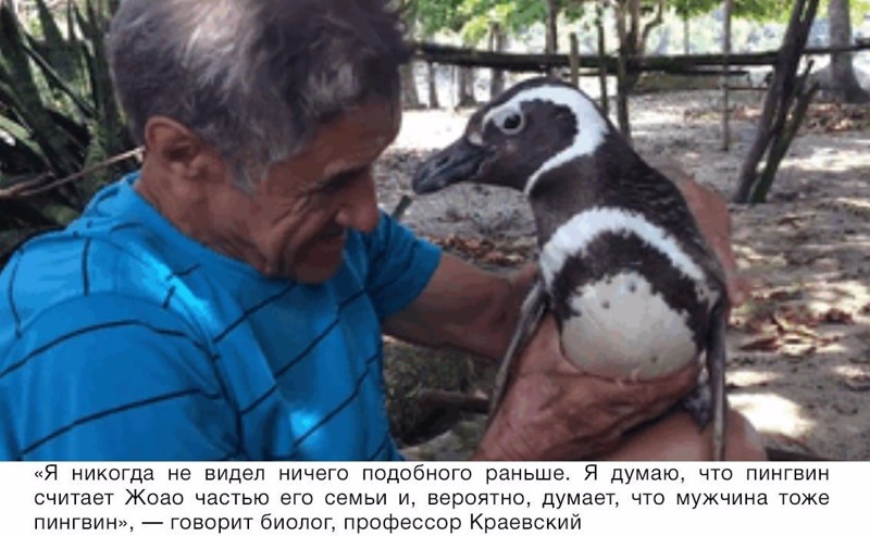 Пингвин проплывает 8000 км каждый год, чтобы увидеть человека, который спас ему жизнь животные, факты