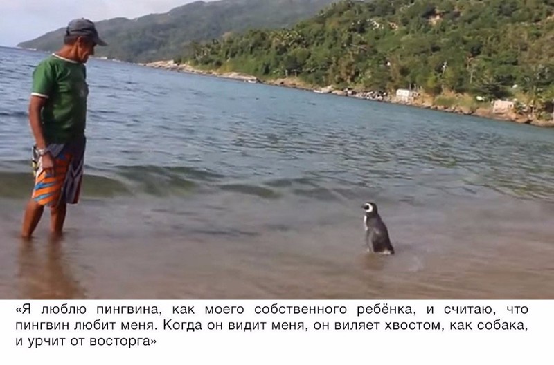 Пингвин проплывает 8000 км каждый год, чтобы увидеть человека, который спас ему жизнь животные, факты